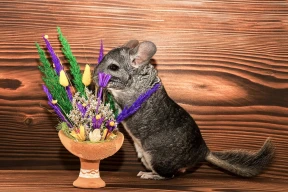 Почему у шиншилл краснеют уши